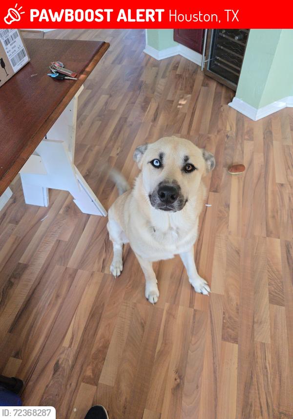 Lost Male Dog last seen Rothesay Chase Rd, Houston, TX 77095