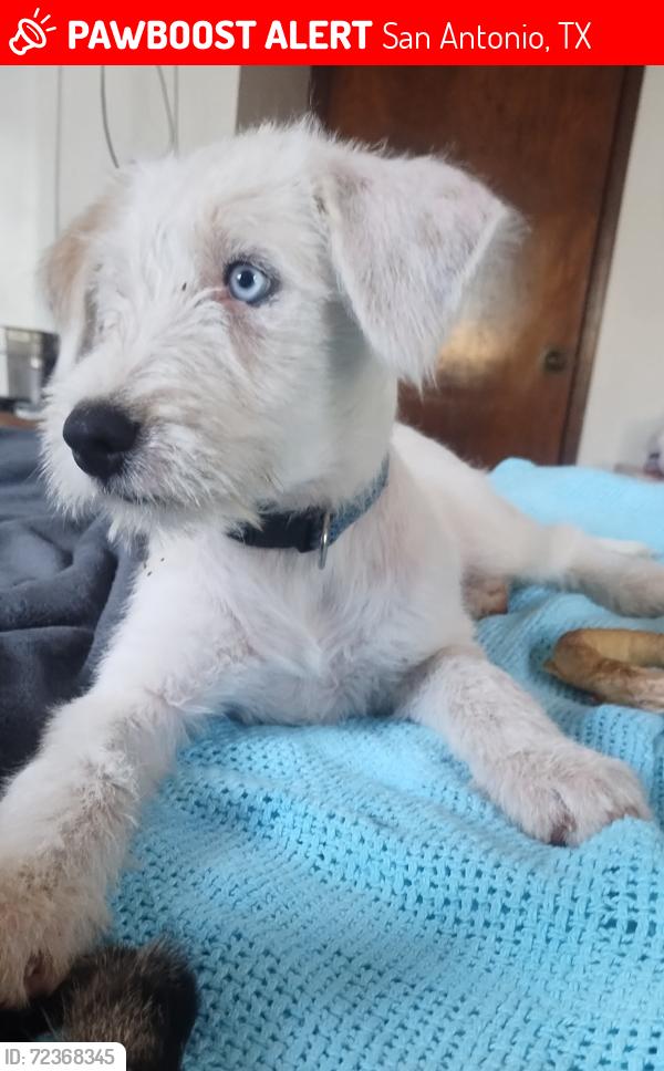 Lost Male Dog last seen Trumbo rd, San Antonio, TX 78221
