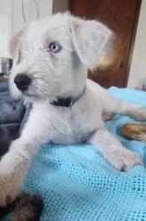 Lost Male Dog last seen Trumbo rd, San Antonio, TX 78221