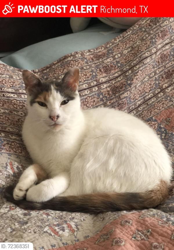 Lost Female Cat last seen Windmill creek/ Camden  fields lane, Richmond, TX 77407