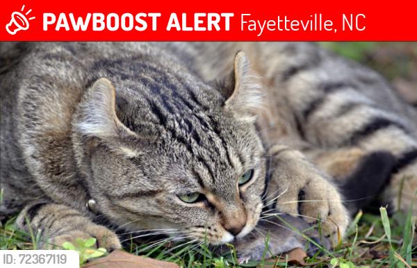Lost Male Cat last seen Poplar Drive , Fayetteville, NC 28304