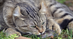 Lost Male Cat last seen Poplar Drive , Fayetteville, NC 28304