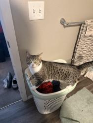 Lost Female Cat last seen Near Kiwanis Park, Tempe, AZ 85283