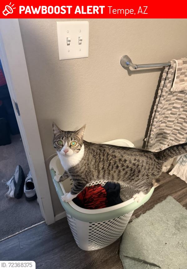 Lost Female Cat last seen Near Kiwanis Park, Tempe, AZ 85283