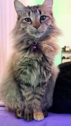 Lost Female Cat last seen Navy point park , Warrington, FL 32507