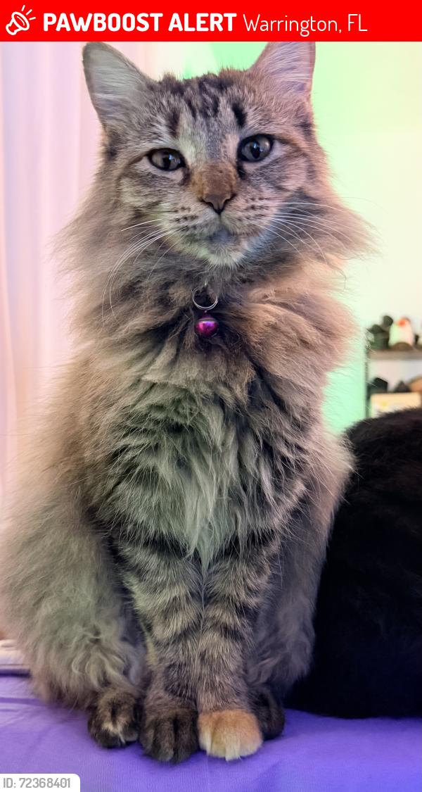 Lost Female Cat last seen Navy point park , Warrington, FL 32507