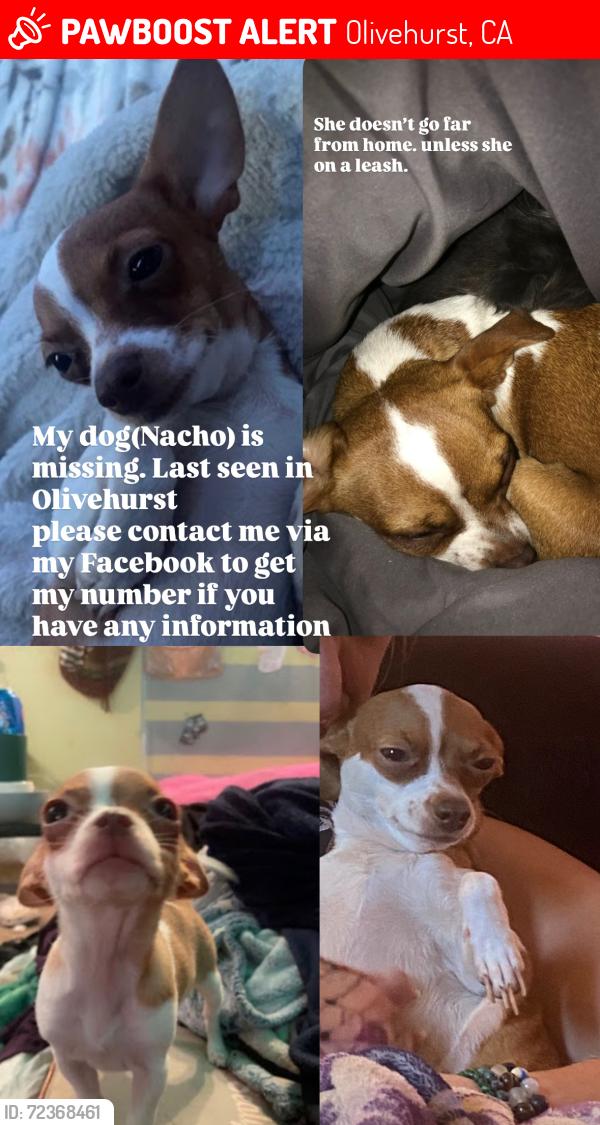 Lost Female Dog last seen Olivehurst ave by post office , Olivehurst, CA 95961