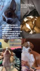 Lost Female Dog last seen Olivehurst ave by post office , Olivehurst, CA 95961