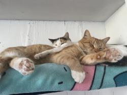 Lost Male Cat last seen Sixth Street, Amarillo, TX 79106
