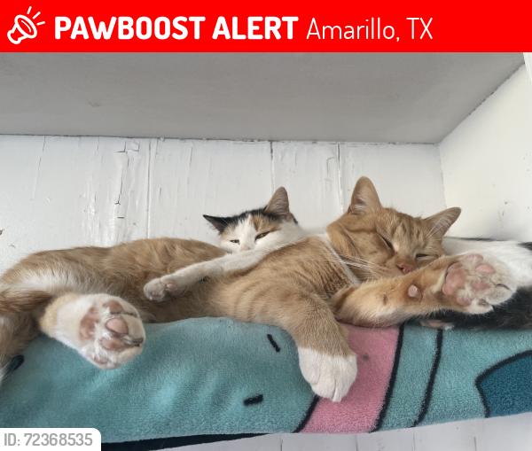 Lost Male Cat last seen Sixth Street, Amarillo, TX 79106