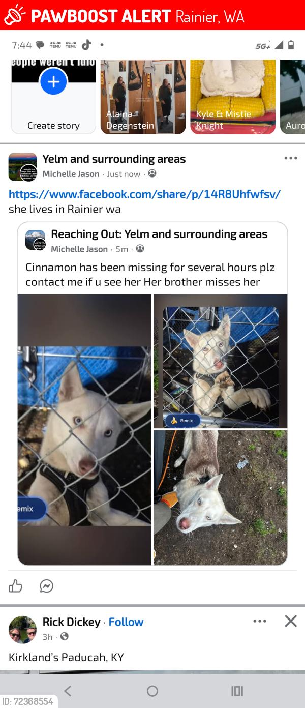 Lost Female Dog last seen Seattle street west, Rainier, WA 98576