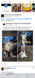 Lost Female Dog last seen Seattle street west, Rainier, WA 98576