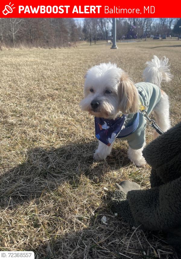Lost Male Dog last seen Frederick Ave, Baltimore, MD 21223
