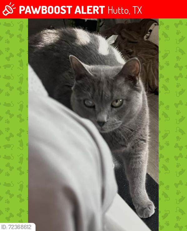 Lost Female Cat last seen Priem Lane, Hutto, TX 78664