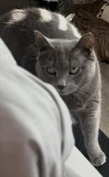 Lost Female Cat last seen Priem Lane, Hutto, TX 78664