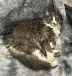Lost Male Cat last seen Suntides RV Park, Yakima, WA 98908