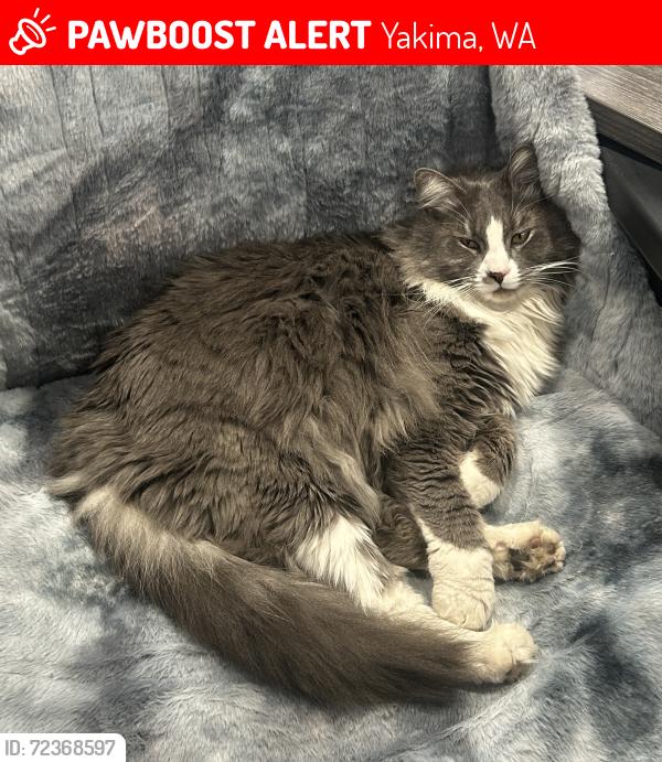Lost Male Cat last seen Suntides RV Park, Yakima, WA 98908