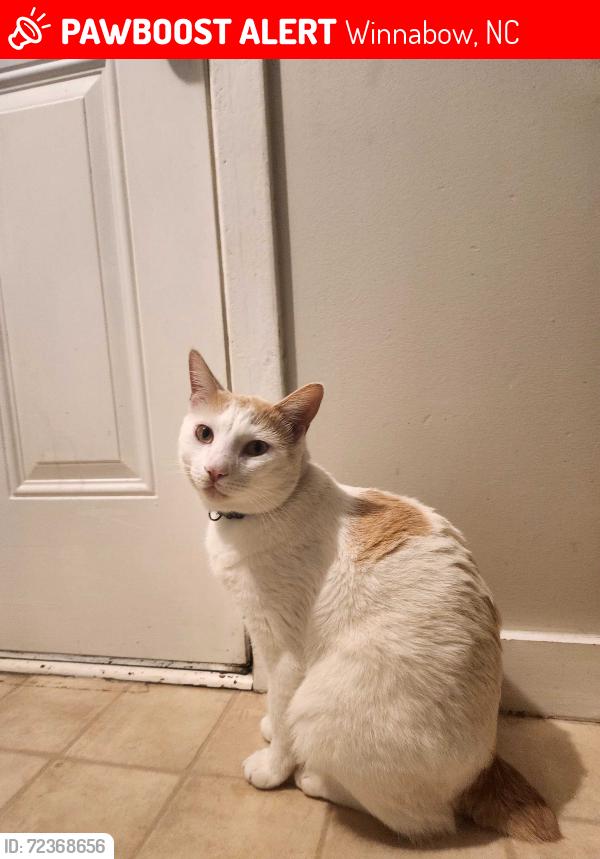 Lost Male Cat last seen Sikes St , Winnabow, NC 28479