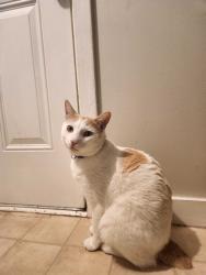 Lost Male Cat last seen Sikes St , Winnabow, NC 28479