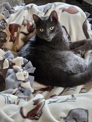 Lost Male Cat last seen Timber Pines, Timber Pines, FL 34606