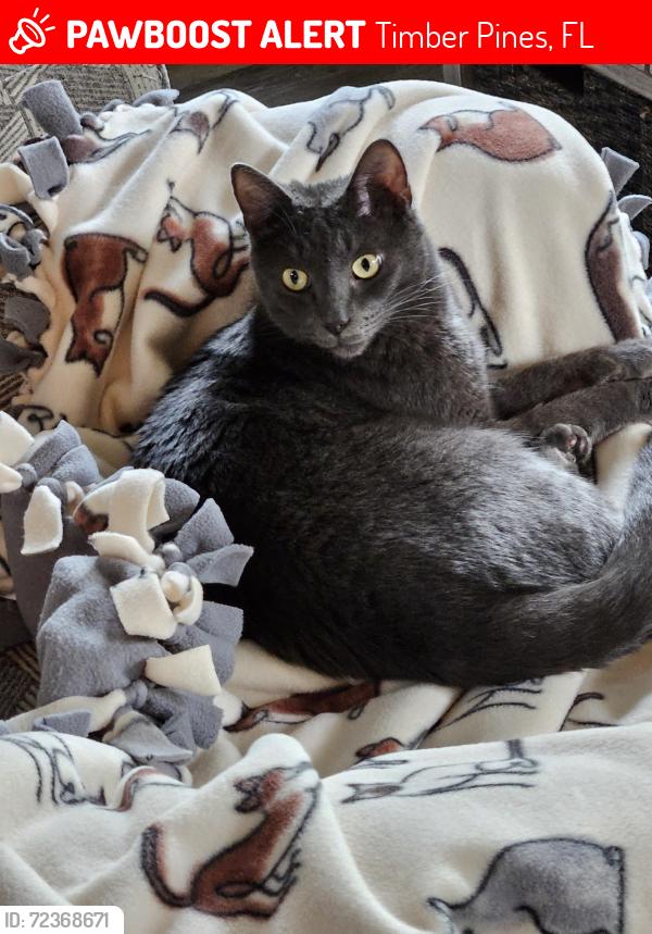 Lost Male Cat last seen Timber Pines, Timber Pines, FL 34606