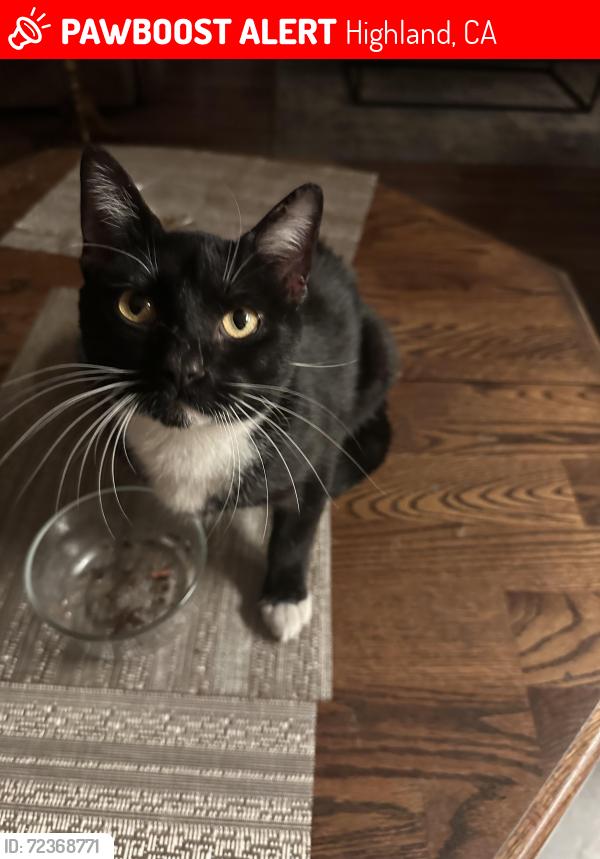 Lost Male Cat last seen Boulder and Atlantic , Highland, CA 92346
