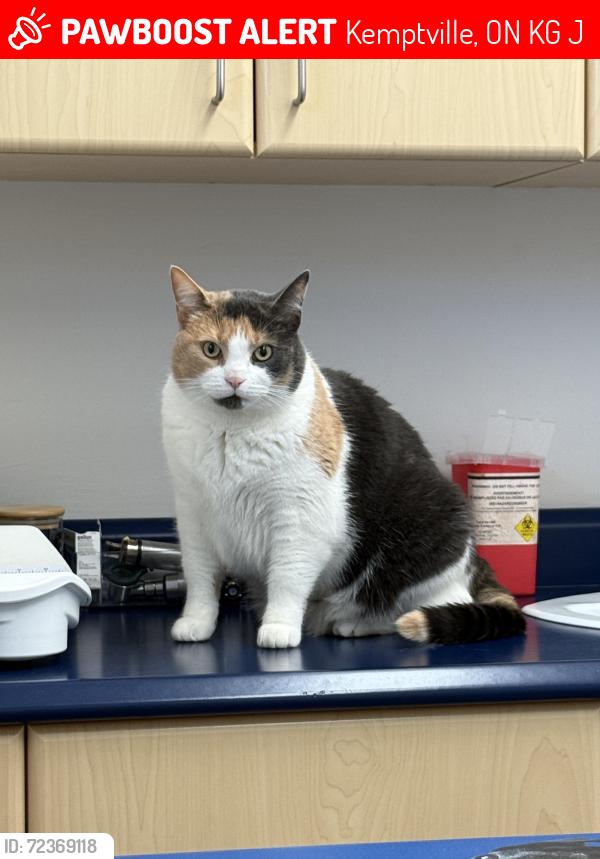 Lost Female Cat last seen River Rd behind Equinelle, Kemptville, ON K0G 1J0