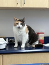 Lost Female Cat last seen River Rd behind Equinelle, Kemptville, ON K0G 1J0