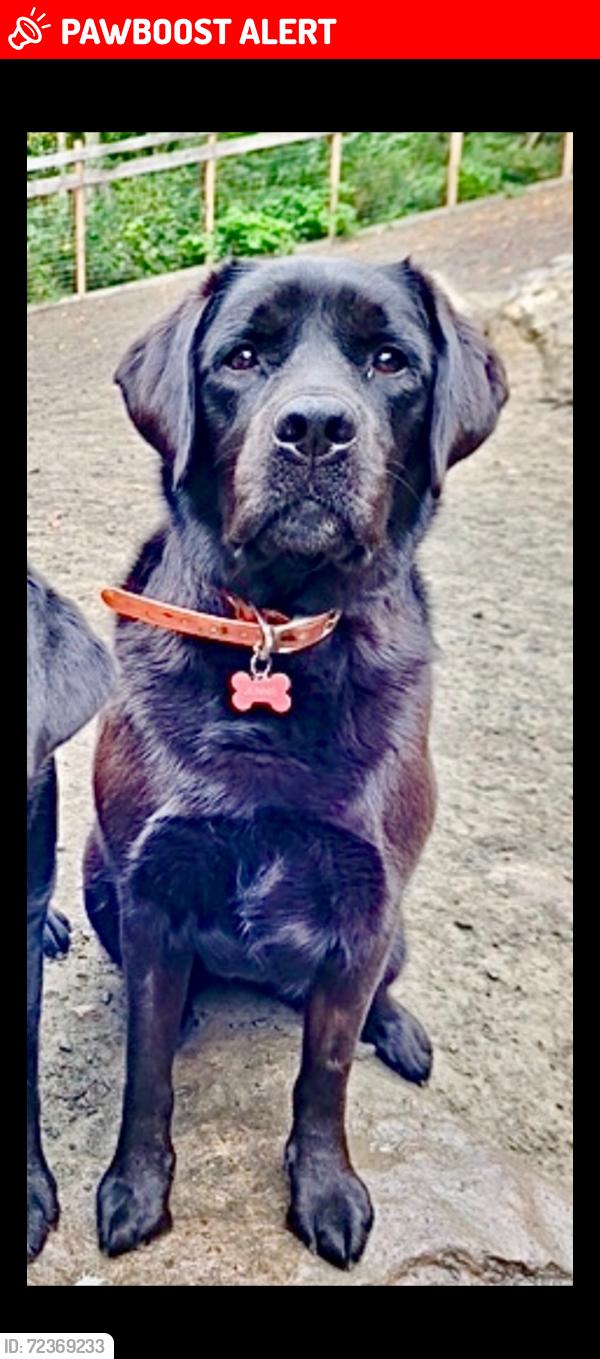 Lost Female Dog last seen de la Seignurie, Sainte-Adèle, QC J8B 1Y1