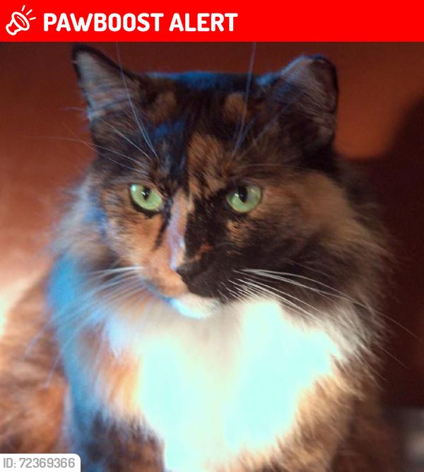 Lost Female Cat last seen State Rd 60 and Dover Rd , Hillsborough County, FL 33527