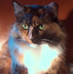 Lost Female Cat last seen State Rd 60 and Dover Rd , Hillsborough County, FL 33527