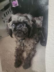 Lost Male Dog last seen Up the hill close to clear acre and sun valley blvd, Reno, NV 89512