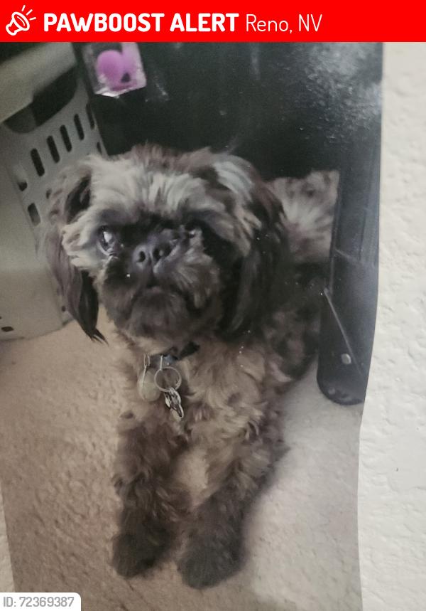 Lost Male Dog last seen Up the hill close to clear acre and sun valley blvd, Reno, NV 89512
