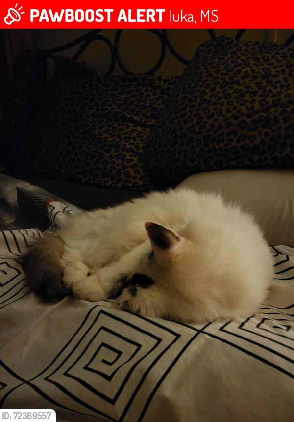 Lost Female Cat last seen CR 989 and Coleman Park , Iuka, MS 38852