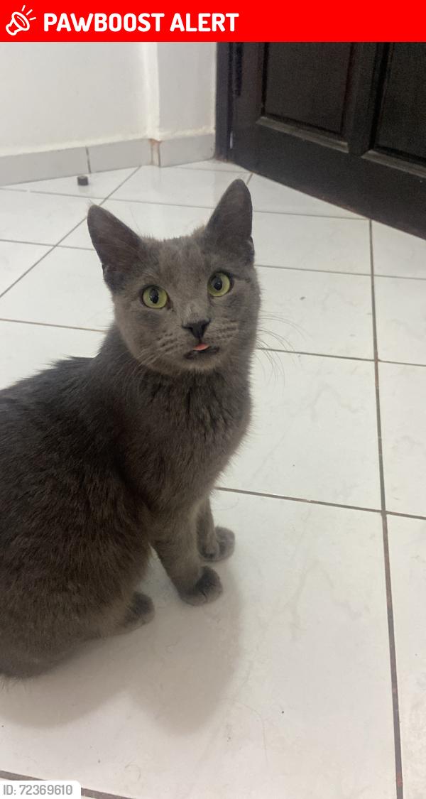 Lost Male Cat last seen Spurstowe Arms, Wilton Way, Greater London, England E8