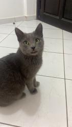 Lost Male Cat last seen Spurstowe Arms, Wilton Way, Greater London, England E8