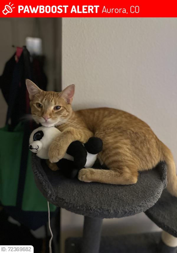 Lost Male Cat last seen Quincy and S Plains , Aurora, CO 80018
