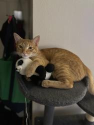 Lost Male Cat last seen Quincy and S Plains , Aurora, CO 80018