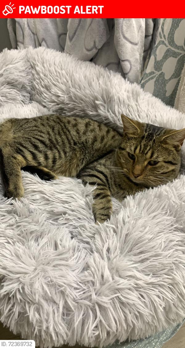 Lost Male Cat last seen Lea Village, West Midlands, England B33 9SG