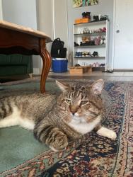 Lost Male Cat last seen Parkside drive Cedarbrae av, bearinger rd , Waterloo, ON 