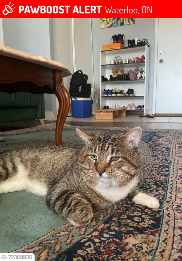 Lost Male Cat last seen Parkside drive Cedarbrae av, bearinger rd , Waterloo, ON 