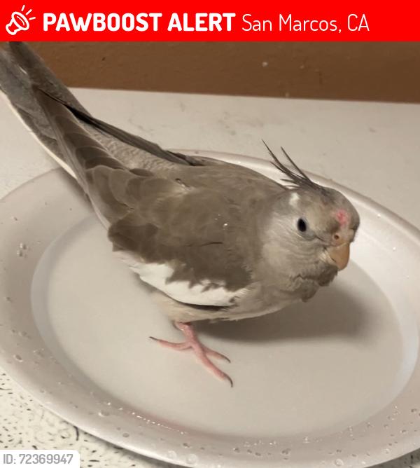 Lost Female Bird last seen El Norte parkway, Bennett ave, San Marcos, CA 92069