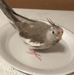 Lost Female Bird last seen El Norte parkway, Bennett ave, San Marcos, CA 92069