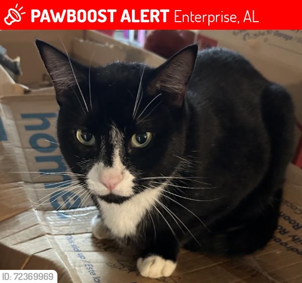 Lost Male Cat last seen Indian Lakes neighborhood near Robin & Broken Arrow, Enterprise, AL 36330