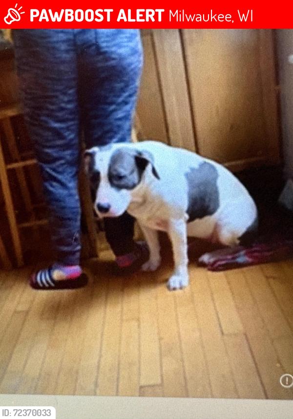 Lost Female Dog last seen Holton & Burleigh, Milwaukee, WI 53212