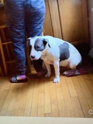 Lost Female Dog last seen Holton & Burleigh, Milwaukee, WI 53212