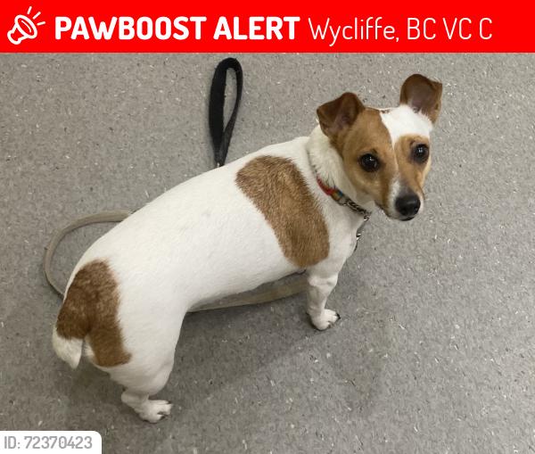 Lost Female Dog last seen Wycliffe Road and Wycliffe Perry Creek Road on the bridge, Wycliffe, BC V1C 7C7