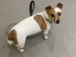 Lost Female Dog last seen Wycliffe Road and Wycliffe Perry Creek Road on the bridge, Wycliffe, BC V1C 7C7