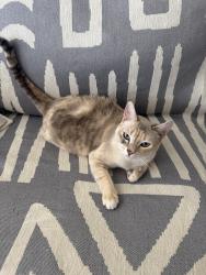Lost Female Cat last seen Bald Eagle St, DHS, Desert Hot Springs, CA 92240