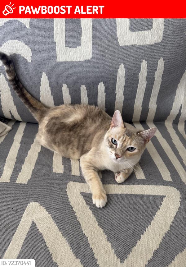 Lost Female Cat last seen Bald Eagle St, DHS, Desert Hot Springs, CA 92240